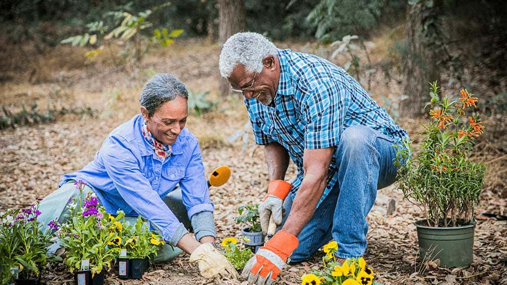 couple gardening