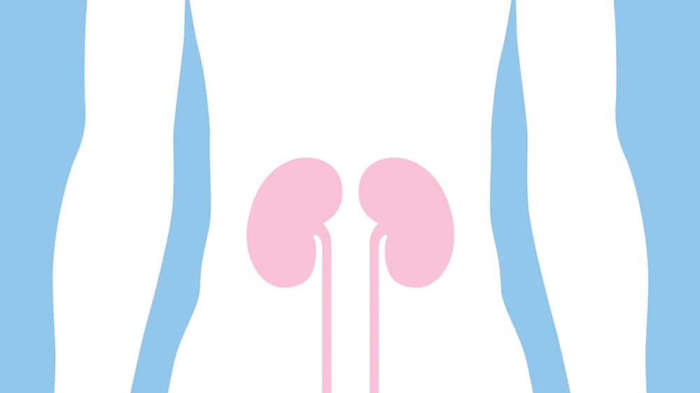 Kidneys